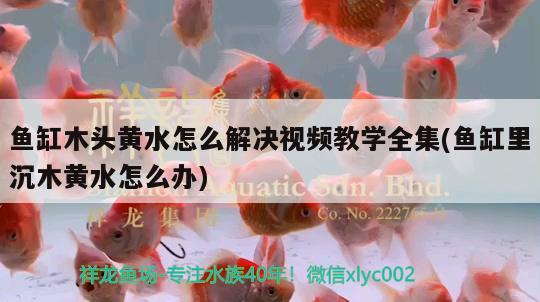 魚缸木頭黃水怎么解決視頻教學全集(魚缸里沉木黃水怎么辦)