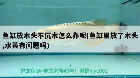 魚缸放木頭不沉水怎么辦呢(魚缸里放了木頭,水黃有問題嗎)