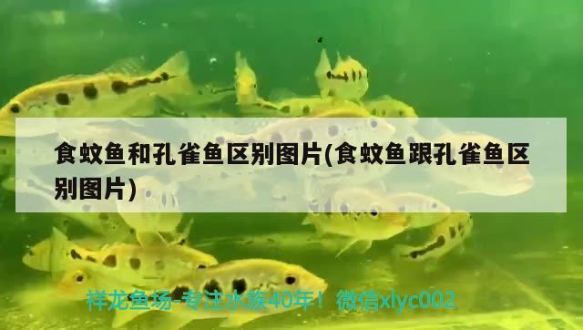 食蚊魚和孔雀魚區(qū)別圖片(食蚊魚跟孔雀魚區(qū)別圖片) 觀賞魚