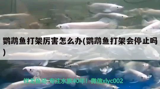 鸚鵡魚打架厲害怎么辦(鸚鵡魚打架會停止嗎)