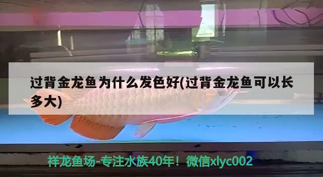 過背金龍魚為什么發(fā)色好(過背金龍魚可以長多大)