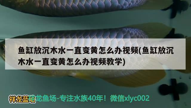 魚(yú)缸放沉木水一直變黃怎么辦視頻(魚(yú)缸放沉木水一直變黃怎么辦視頻教學(xué))