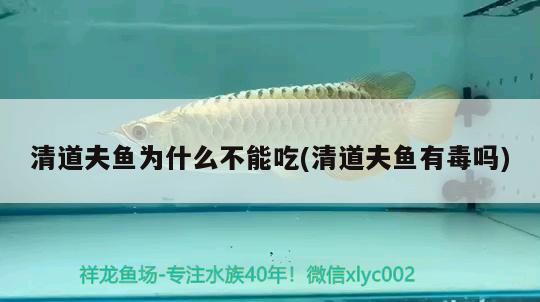 清道夫魚(yú)為什么不能吃(清道夫魚(yú)有毒嗎)