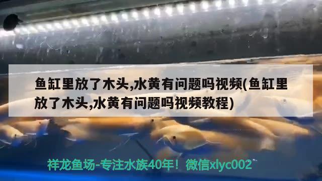 魚缸里放了木頭,水黃有問題嗎視頻(魚缸里放了木頭,水黃有問題嗎視頻教程)