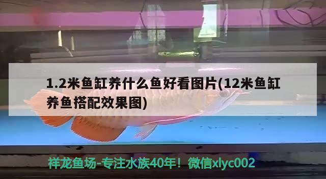 1.2米魚(yú)缸養(yǎng)什么魚(yú)好看圖片(12米魚(yú)缸養(yǎng)魚(yú)搭配效果圖)