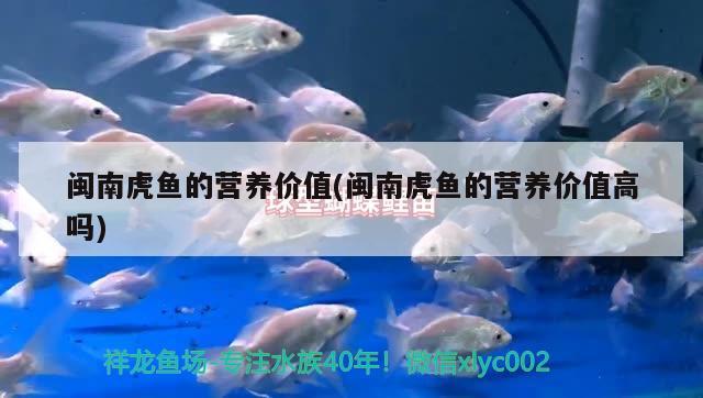 閩南虎魚的營養(yǎng)價(jià)值(閩南虎魚的營養(yǎng)價(jià)值高嗎) 虎魚百科