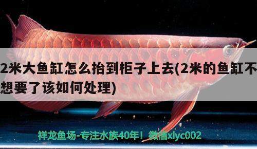 2米大魚缸怎么抬到柜子上去(2米的魚缸不想要了該如何處理) 蝴蝶鯉