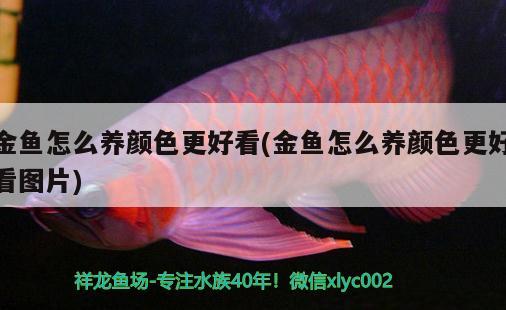 金魚怎么養(yǎng)顏色更好看(金魚怎么養(yǎng)顏色更好看圖片) 觀賞魚