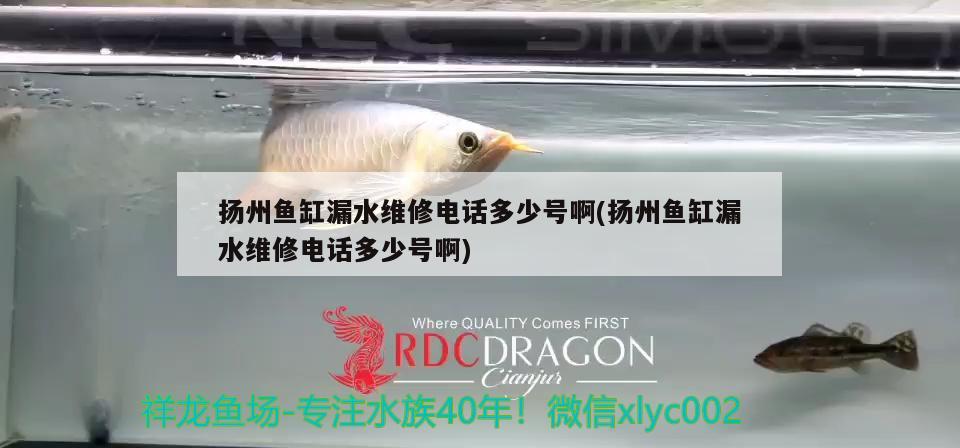 揚(yáng)州魚缸漏水維修電話多少號(hào)啊(揚(yáng)州魚缸漏水維修電話多少號(hào)啊) 白條過背金龍魚