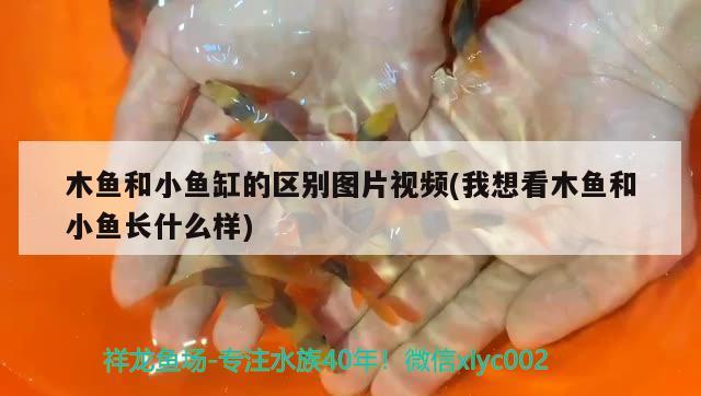 木魚(yú)和小魚(yú)缸的區(qū)別圖片視頻(我想看木魚(yú)和小魚(yú)長(zhǎng)什么樣) 白子關(guān)刀魚(yú)