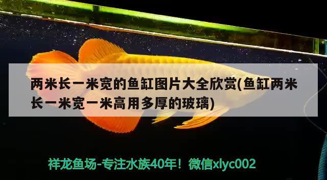 兩米長一米寬的魚缸圖片大全欣賞(魚缸兩米長一米寬一米高用多厚的玻璃)