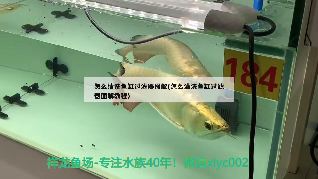 怎么清洗魚缸過濾器圖解(怎么清洗魚缸過濾器圖解教程)