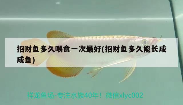 招財(cái)魚多久喂食一次最好(招財(cái)魚多久能長成成魚)