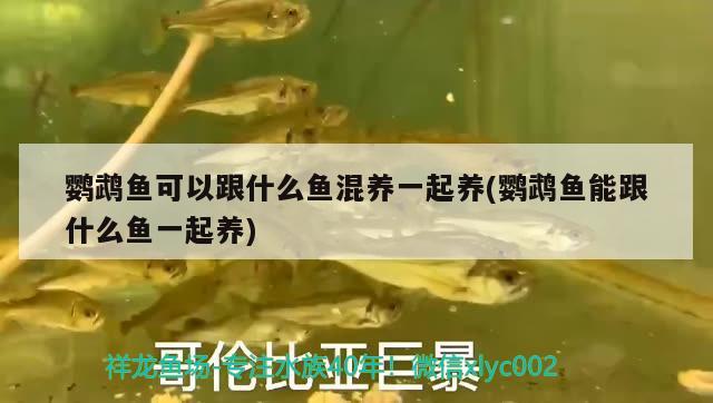 鸚鵡魚可以跟什么魚混養(yǎng)一起養(yǎng)(鸚鵡魚能跟什么魚一起養(yǎng)) 鸚鵡魚