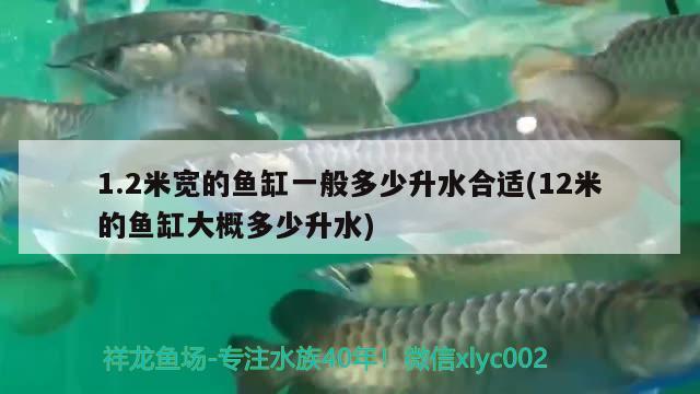 1.2米寬的魚缸一般多少升水合適(12米的魚缸大概多少升水)