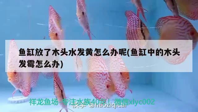 魚缸放了木頭水發(fā)黃怎么辦呢(魚缸中的木頭發(fā)霉怎么辦)