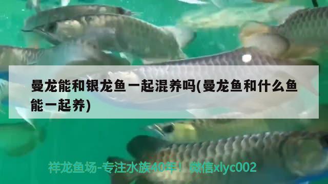 曼龍能和銀龍魚一起混養(yǎng)嗎(曼龍魚和什么魚能一起養(yǎng))