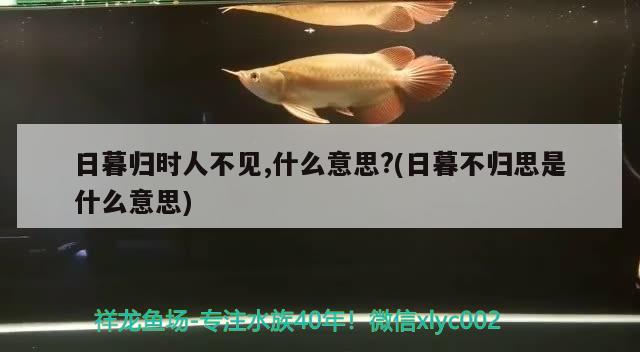 日暮歸時(shí)人不見,什么意思?(日暮不歸思是什么意思) 觀賞魚