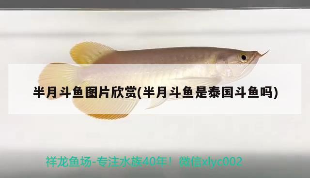 半月斗魚圖片欣賞(半月斗魚是泰國斗魚嗎)