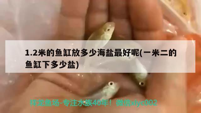 1.2米的魚缸放多少海鹽最好呢(一米二的魚缸下多少鹽) 飛鳳魚 第2張