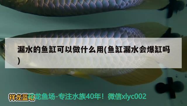 漏水的魚缸可以做什么用(魚缸漏水會爆缸嗎) 細(xì)線銀板魚苗