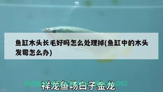 魚缸木頭長毛好嗎怎么處理掉(魚缸中的木頭發(fā)霉怎么辦)