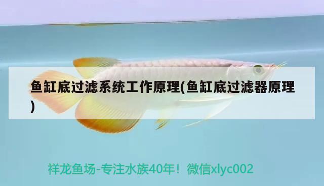 魚(yú)缸底過(guò)濾系統(tǒng)工作原理(魚(yú)缸底過(guò)濾器原理)