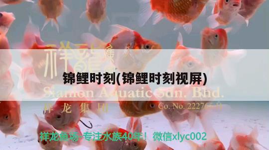 錦鯉時刻(錦鯉時刻視屏) 觀賞魚