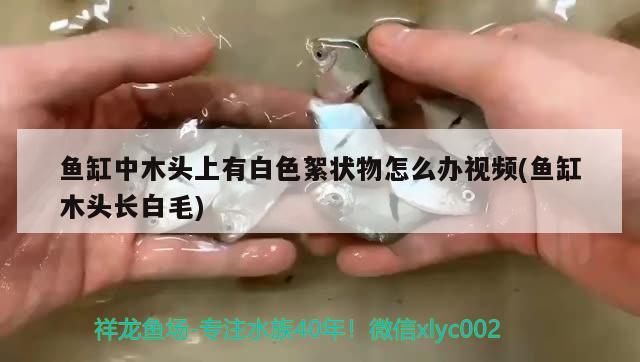 魚缸中木頭上有白色絮狀物怎么辦視頻(魚缸木頭長(zhǎng)白毛)