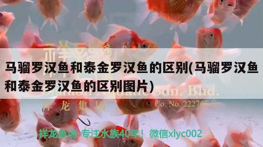 馬騮羅漢魚和泰金羅漢魚的區(qū)別(馬騮羅漢魚和泰金羅漢魚的區(qū)別圖片) 羅漢魚