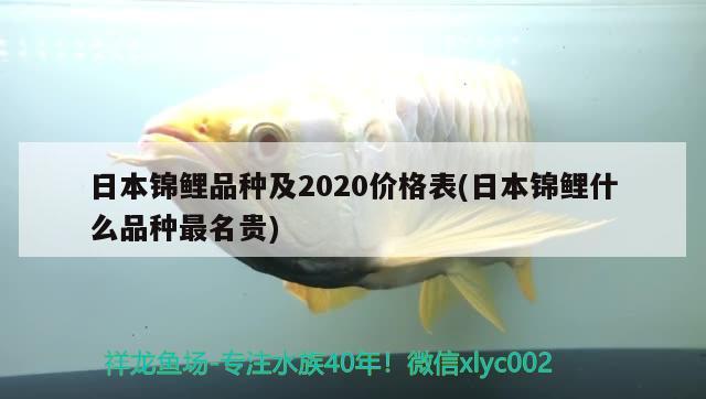 日本錦鯉品種及2020價格表(日本錦鯉什么品種最名貴) 觀賞魚