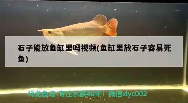 石子能放魚(yú)缸里嗎視頻(魚(yú)缸里放石子容易死魚(yú))