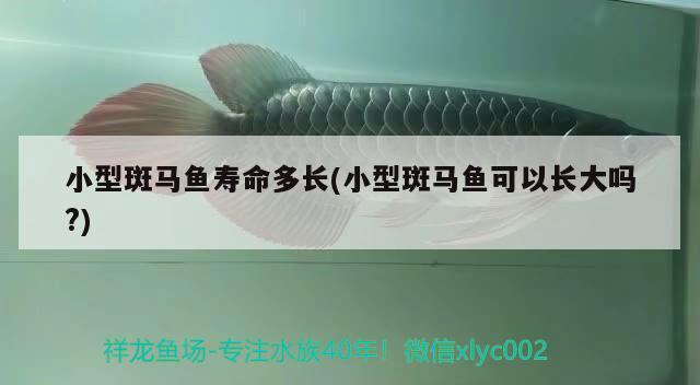 小型斑馬魚壽命多長(zhǎng)(小型斑馬魚可以長(zhǎng)大嗎?) 觀賞魚