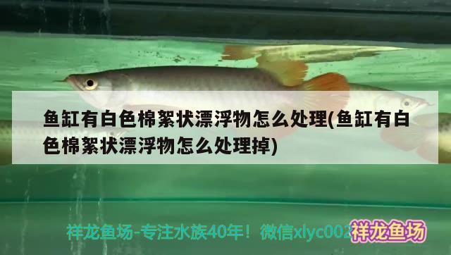 魚缸有白色棉絮狀漂浮物怎么處理(魚缸有白色棉絮狀漂浮物怎么處理掉)