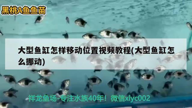 大型魚缸怎樣移動位置視頻教程(大型魚缸怎么挪動)