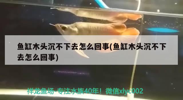 魚(yú)缸木頭沉不下去怎么回事(魚(yú)缸木頭沉不下去怎么回事) 觀賞魚(yú)水族批發(fā)市場(chǎng)