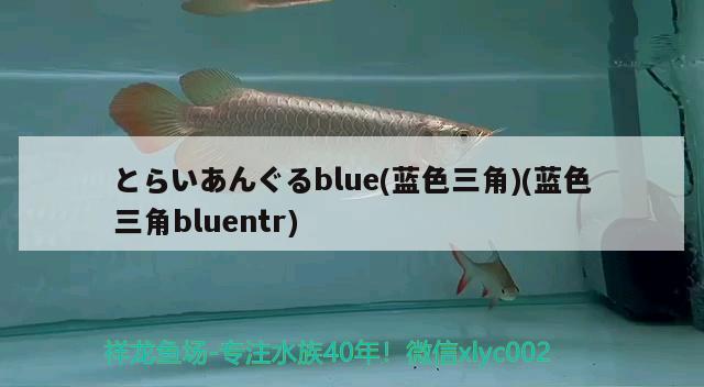 とらいあんぐるblue(藍色三角)(藍色三角bluentr) 觀賞魚