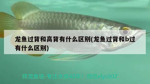 龍魚過背和高背有什么區(qū)別(龍魚過背和b過有什么區(qū)別)