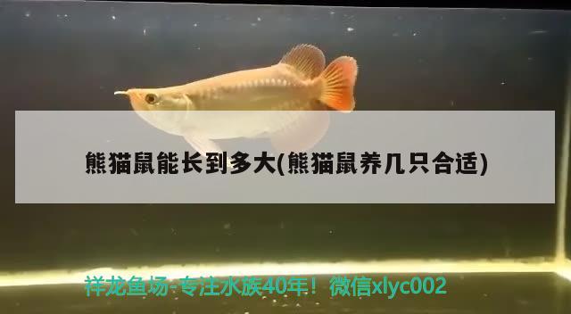 熊貓鼠能長到多大(熊貓鼠養(yǎng)幾只合適) 觀賞魚