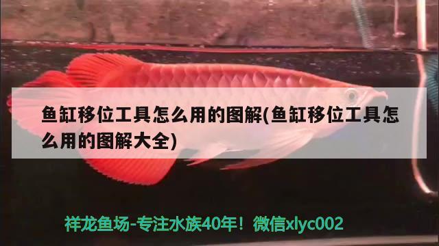 魚缸移位工具怎么用的圖解(魚缸移位工具怎么用的圖解大全) 哥倫比亞巨暴魚苗