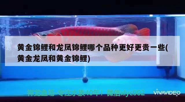 黃金錦鯉和龍鳳錦鯉哪個品種更好更貴一些(黃金龍鳳和黃金錦鯉) 觀賞魚