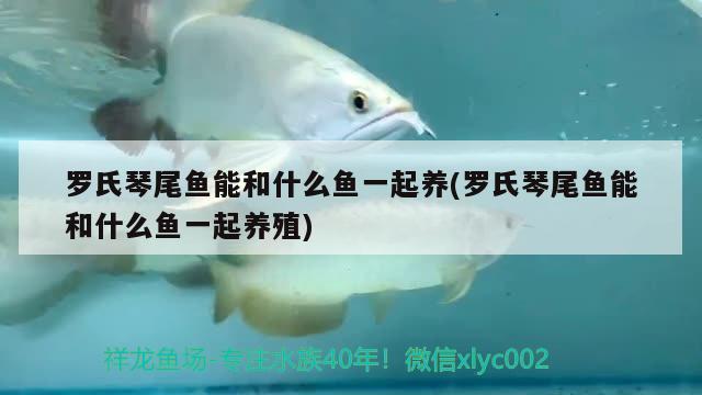 羅氏琴尾魚能和什么魚一起養(yǎng)(羅氏琴尾魚能和什么魚一起養(yǎng)殖) 觀賞魚