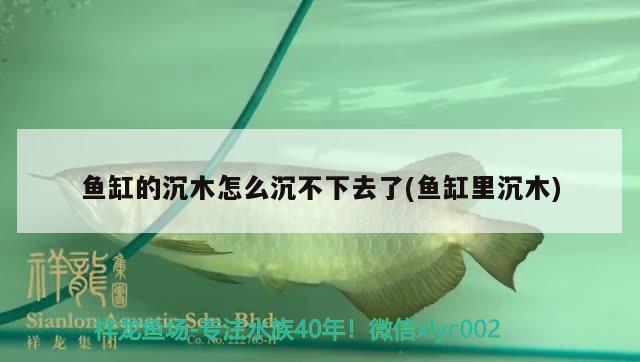 魚缸的沉木怎么沉不下去了(魚缸里沉木)