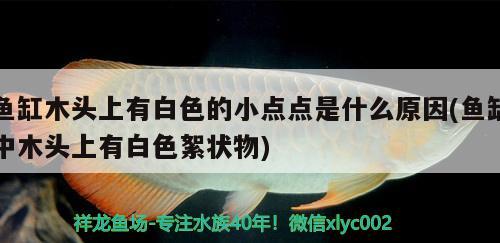 魚缸木頭上有白色的小點點是什么原因(魚缸中木頭上有白色絮狀物)