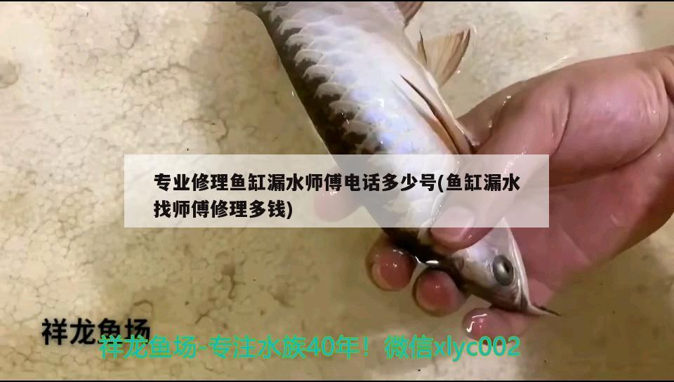 專業(yè)修理魚缸漏水師傅電話多少號(hào)(魚缸漏水找?guī)煾敌蘩矶噱X)