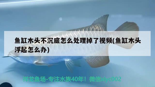 魚缸木頭不沉底怎么處理掉了視頻(魚缸木頭浮起怎么辦) 喂食器