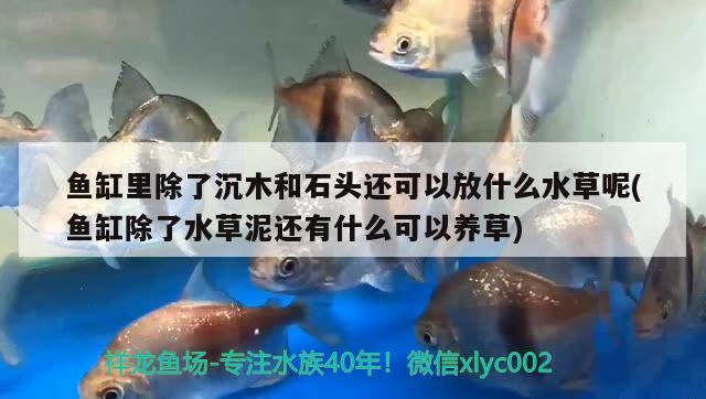 魚缸里除了沉木和石頭還可以放什么水草呢(魚缸除了水草泥還有什么可以養(yǎng)草)