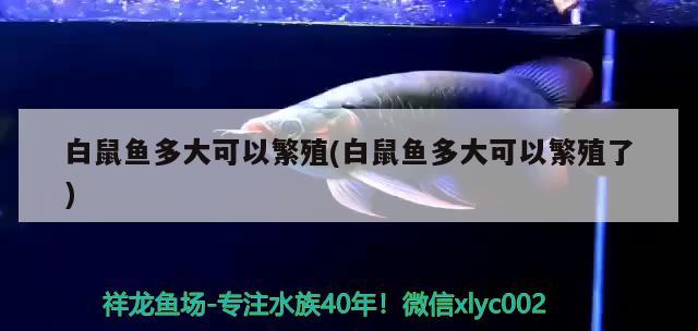 白鼠魚多大可以繁殖(白鼠魚多大可以繁殖了) 觀賞魚