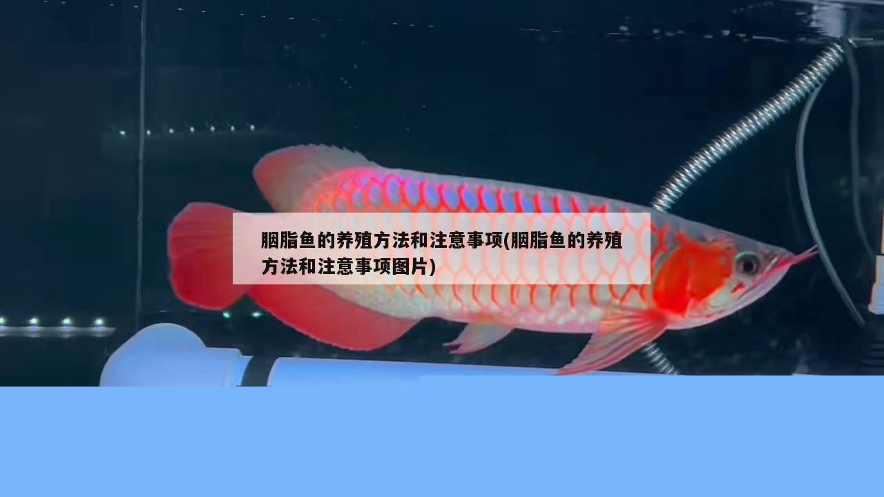 胭脂魚的養(yǎng)殖方法和注意事項(胭脂魚的養(yǎng)殖方法和注意事項圖片)