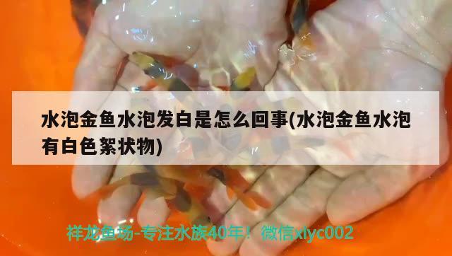 水泡金魚水泡發(fā)白是怎么回事(水泡金魚水泡有白色絮狀物) 觀賞魚